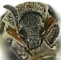 Acanthoscelides biustulus - photo 4