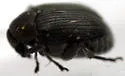 Acanthoscelides calvus