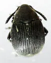 Acanthoscelides calvus - photo 2