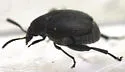 Acanthoscelides calvus - photo 3