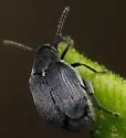 Acanthoscelides calvus - photo 4