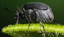 Acanthoscelides calvus - photo 5