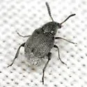Acanthoscelides compressicornis - Acanthoscelides compressicornis
