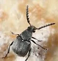 Acanthoscelides compressicornis - photo 2