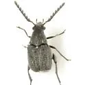 Acanthoscelides compressicornis - photo 3