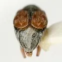 Acanthoscelides comstocki - photo 2