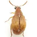 Acanthoscelides flavescens - Acanthoscelides flavescens