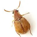 Acanthoscelides flavescens - photo 2
