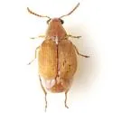 Acanthoscelides flavescens - photo 3