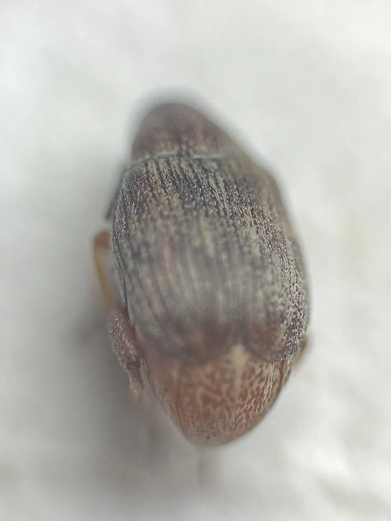 Acanthoscelides floridae - photo 2