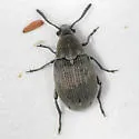 Acanthoscelides fraterculus - Acanthoscelides fraterculus
