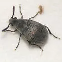 Acanthoscelides fraterculus - photo 2