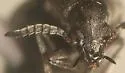 Acanthoscelides fraterculus - photo 5