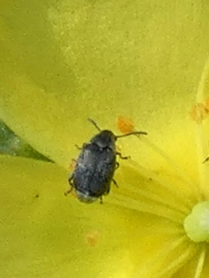 Acanthoscelides helianthemum - photo 2