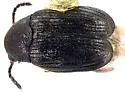 Acanthoscelides inquisitus - Acanthoscelides inquisitus