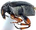 Acanthoscelides inquisitus - photo 2