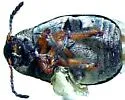Acanthoscelides inquisitus - photo 3