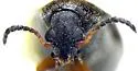 Acanthoscelides inquisitus - photo 4