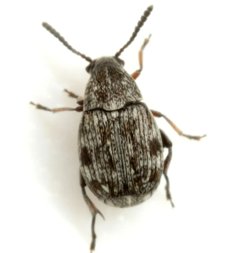 Acanthoscelides longistilus - photo 2