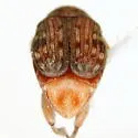 Acanthoscelides macrophthalmus - photo 2