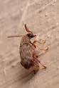 Acanthoscelides macrophthalmus - photo 4