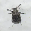 A. margaretae or near - photo 3