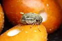 Bean Weevil - Acanthoscelides obtectus