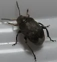 Bean Weevil - photo 2