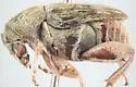 Bean Weevil - photo 3