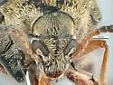 Bean Weevil - photo 4