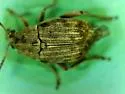 Bean Weevil - photo 5
