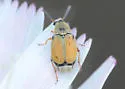 Acanthoscelides pallidipennis - photo 3