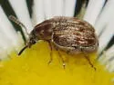 Acanthoscelides pallidipennis - photo 4