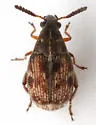 Acanthoscelides pallidipennis - photo 5