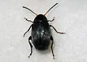 Acanthoscelides pauperculus - photo 2