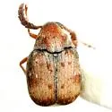 Acanthoscelides pectoralis - Acanthoscelides pectoralis