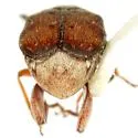 Acanthoscelides pectoralis - photo 2