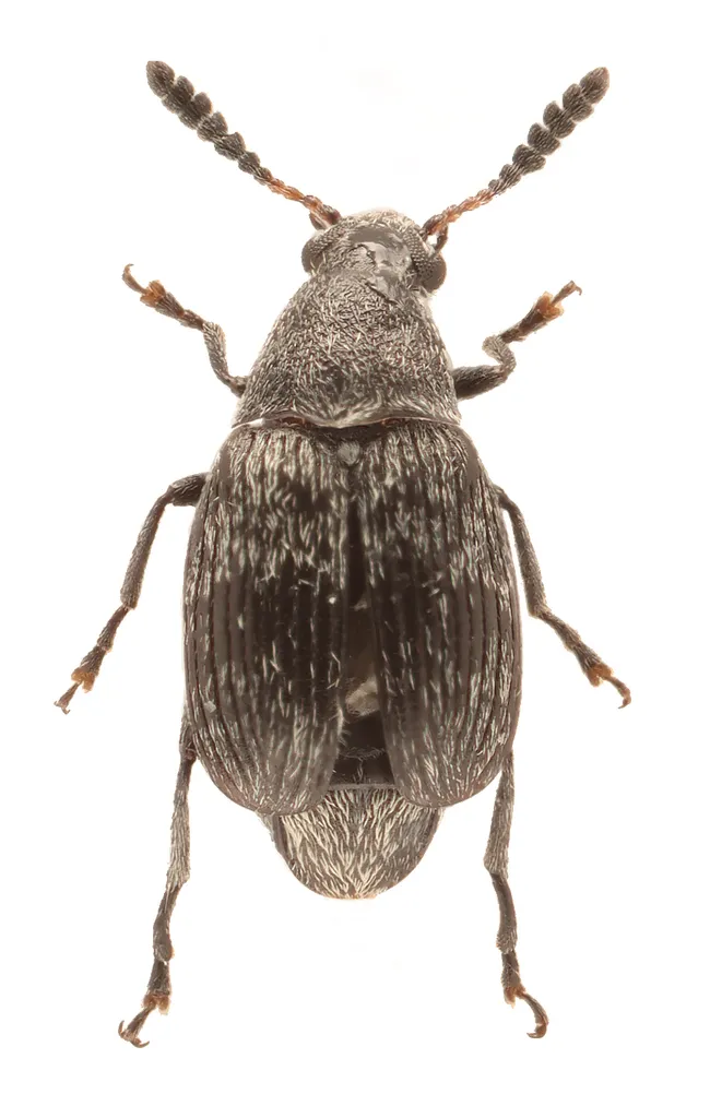Acanthoscelides perforatus - Acanthoscelides perforatus