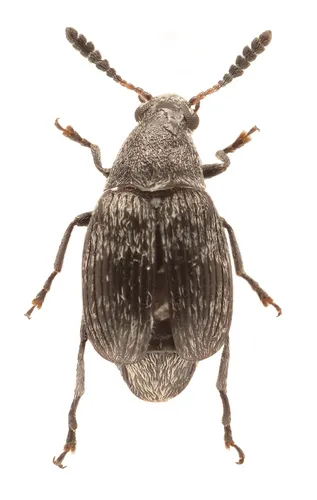 Acanthoscelides perforatus - photo 2