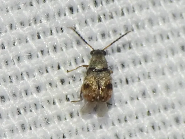 Acanthoscelides prosopoides - photo 2