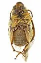Acanthoscelides quadridentatus - photo 4