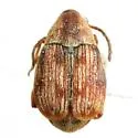 Acanthoscelides quadridentatus - photo 5