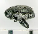 Acanthoscelides seminulum - Acanthoscelides seminulum