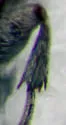 Acanthoscelides seminulum - photo 2