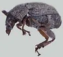 Acanthoscelides seminulum - photo 3