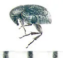 Acanthoscelides seminulum - photo 4
