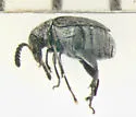 Acanthoscelides seminulum - photo 5