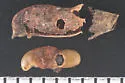 Acanthoscelides submuticus - Acanthoscelides submuticus