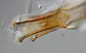 Acanthoscelides submuticus - photo 3