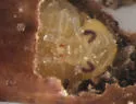 Acanthoscelides submuticus - photo 5